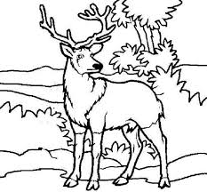 These spring coloring pages are sure to get the kids in the mood for warmer weather. Free Printable Deer Coloring Pages For Kids