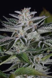 Cookie og is a hybrid strain containing a mixture of both, indica and sativa varieties. Ocean Grown Cookies Buy Ocean Grown Cookies Feminized Cannabis Seeds