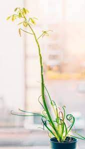Check spelling or type a new query. Care Guide Frizzle Sizzle Albuca Spiralis Corkscrew Albuca Whyfarmit Com
