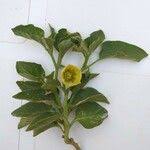 Image result for Physalis viscosa