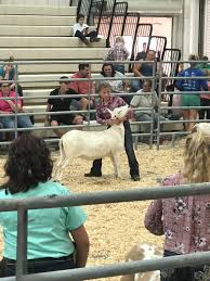 Pin By Autumn Criste On Livestock Photos Animals Livestock Photo