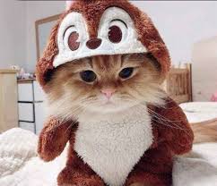 Gambar kucing imut dan lucu. Kumpulan Gambar Kucing Lucu Dan Imut