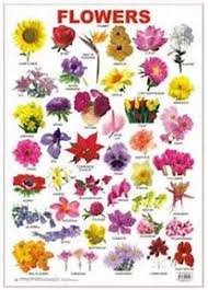 Image Result For Flower Identification Chart Flower