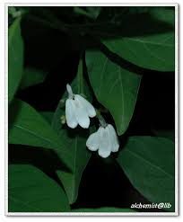 Image result for Rhinacanthus zambesiacus