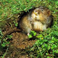 Die anwesenheit von wühl mäusen bemerkt man leider meistens erst, wenn der schaden im garten bereits angerichtet ist. Wuhlmaus Oder Schermaus Kleiner Nager Grosser Schaden