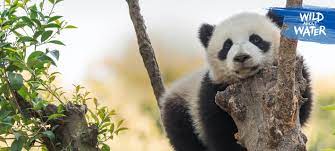 A few centuries ago, humans began to generate curiosity about the possibilities of what may exist outside the land they knew. Panda Facts Fun Quizzes Nestle Pure Life