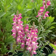 Image result for Antirrhinum