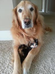 Yavru Kedi Ile Kopek Dog Friends Dog Best Friend Dog Cat