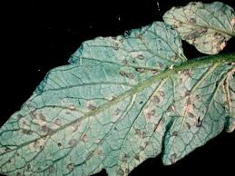 Image result for Septoria leaf spot of tomato