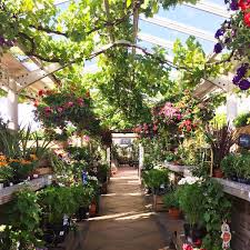 Pin By Ruby On Plant Nurseries Plant Nursery Plants Flower Shop