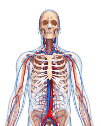 The back supports the weight of the body, allowing for flexible movement while protecting vital organs and nerve structures. Upper Body Anatomy Photograph By Pixologicstudio Science Photo Library