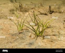 Image result for Isoetes schweinfurthii