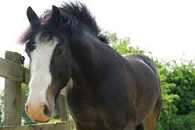 Cobs Everything You Need To Know About This Versatile Type Horse Hound