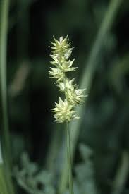 Image result for Carex sp.no.1