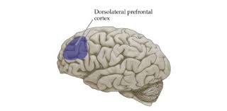 Buzzfeed staff can you beat your friends at this quiz? The Basic Neuroscience Trivia Quiz Proprofs Quiz