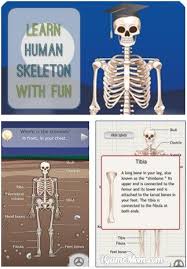 Learn About Human Skeleton With D Bones Homeschool Science Kids Learning Activities Human Body Lesson
