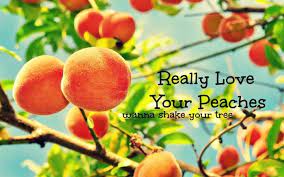 Really love your peaches wanna shake your tree lyrics. Really Love Your Peaches Want To Shake Your Tree Lyrics
