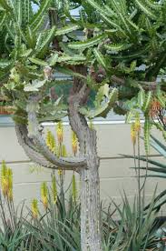 It has upright, variegated stems and creates a dramatic look. Euphorbia Lactea Candelabra Plant