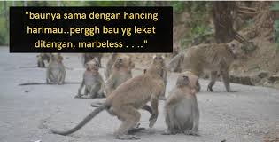 Monyet atau kera (monkeys) merupakan sejenis haiwan dari rumpun primate haplorin iaitu rumpun haiwan yang selalunya berada atau tinggal berhampiran manusia di negara kita dan juga luar negara. Habis Berselerak Satu Bilik Sebab Monyet Masuk Kencing Harimau Bahan Bahan Ini Bikin Monyet Cuak