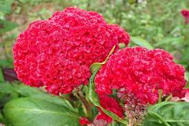 Cockscomb Plant Celosia Argentea Var Cristata Care And Culture Travaldo S Blog