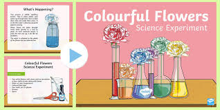 Colourful Flowers Science Experiment Powerpoint