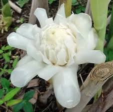 Image result for Etlingera