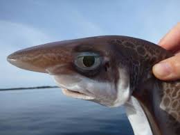 Funny Fish Face Funny Pictures Hilarious Jokes Meme Humor Fishing Humor Bones Funny Funny Animals