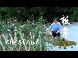 叢林中有壹片板栗園 用竹竿和爬樹尋來做新鮮板栗美食 youtube bamboo poles chestnut plants