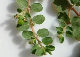 Image result for Euphorbia serpens