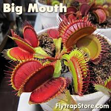 Check spelling or type a new query. Pin On Gardens For Carnivorous Plants