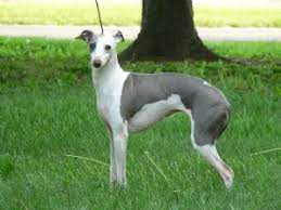 Newt is the sire of these puppies is almost finished with his championship, needs a. Italian Greyhound Puppies In Ohio