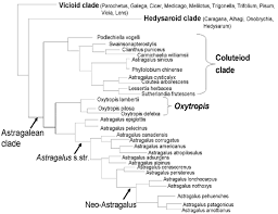 Image result for Astragalus atropilosulus