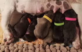 We also have retired show dogs that are looking for a 'forever home'. Texas French Bulldog Breeders Blue Chocolate Lilac Pied Puppies