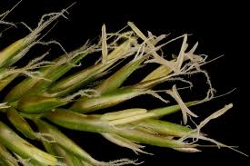 Image result for Anthoxanthum nivale