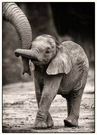 Check spelling or type a new query. 30 Cute Funny Baby Elephant Images That Will Brighten Up Your Day 500px