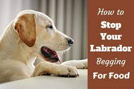 How To Stop Your Labrador Begging For Food