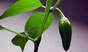 Growing habanero pepper plants made easy. Growing Jalapenos How To Get Sweet Heat Epic Gardening