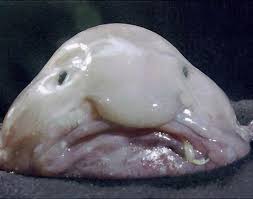 Created by kitty flanagan, vincent sheehan. Varldens Fulaste Fisk