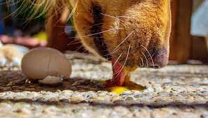 We did not find results for: Can Dogs Eat Eggs Cooked Or Raw Pawsome Advice