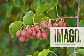 Image result for foto minikiwi