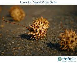 In a large skillet, brown meatballs in oil; Uses For Sweet Gum Balls Sweet Gum Tree Crafts Sweet Gum Sweet Trees