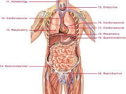 1000 x 1000 jpeg 159 кб. Anatomy Human Body Organs Male Human Body Anatomy Human Organ Diagram Human Body Organs