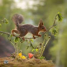 I Followed Squirrels Daily With My Camera For 6 Years And Here Are 50 Of My Best Photos Squirrel Pictures Red Squirrel Cute Squirrel