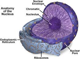 Maybe you would like to learn more about one of these? à¸™ à¸§à¸„à¸¥ à¹‚à¸­à¸¥ à¸ª Nucleolus Pampam242539