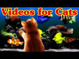Youtube Videos For Cats To Watch Bing Videos Cat Gif Aquarium Fish Cats And Kittens