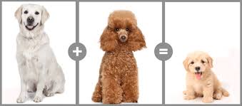We have done extensive research into the color genetics of dogs, which is vastly complicated and involves many different genes and varying fading and timing expression of these genes. Miami Goldendoodle Breeders Paws Of Love Goldendoodles