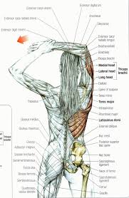 Thick strap of connective tissue that connects the gastrocnemius muscle to the heel bone. Pin On Massage