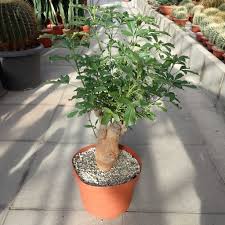 We select our cactus for sale from our greenhouses on the very day we ship to you. Succulent Shrubs Trees Spadefoot Nursery