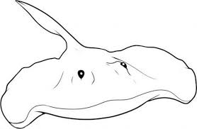 Giant oceanic manta ray of stingray coloring pages. Dangerous Fish Manta Ray Coloring Pages Coloring Sun