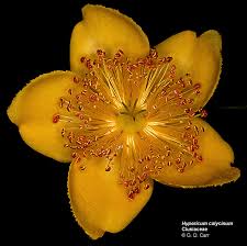 Image result for Clusiaceae